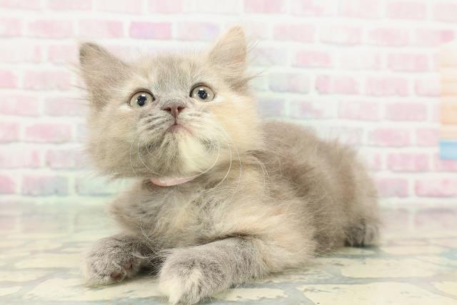 新潟県のラガマフィン (Coo&RIKU長岡店/2026年1月31日生まれ/女の子/ブルーパッチドタビー)の子猫の2枚目の画像