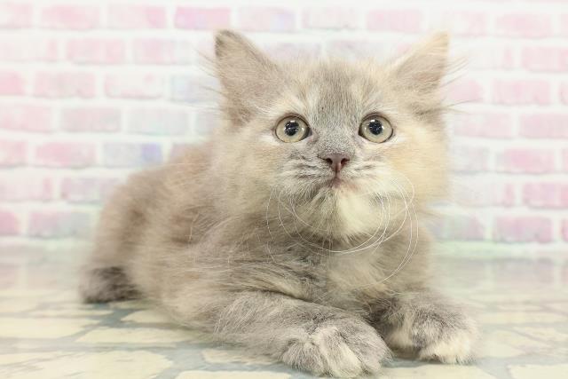 新潟県のラガマフィン (Coo&RIKU長岡店/2026年1月31日生まれ/女の子/ブルーパッチドタビー)の子猫の3枚目の画像