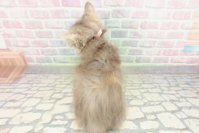 新潟県のラガマフィン (Coo&RIKU長岡店/2026年1月31日生まれ/女の子/ブルーパッチドタビー)の子猫の4枚目の画像