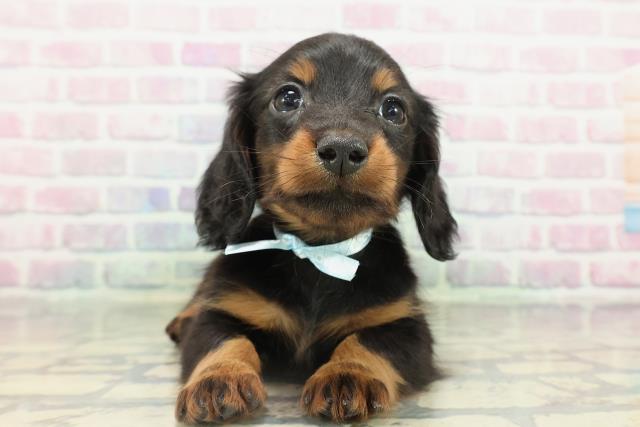 北海道のカニンヘンダックスフンド(ロング) (Coo&RIKU函館店/2026年2月15日生まれ/男の子/ブラックタン)の子犬の1枚目の画像