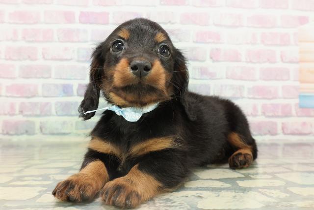 北海道のカニンヘンダックスフンド(ロング) (Coo&RIKU函館店/2026年2月15日生まれ/男の子/ブラックタン)の子犬の2枚目の画像