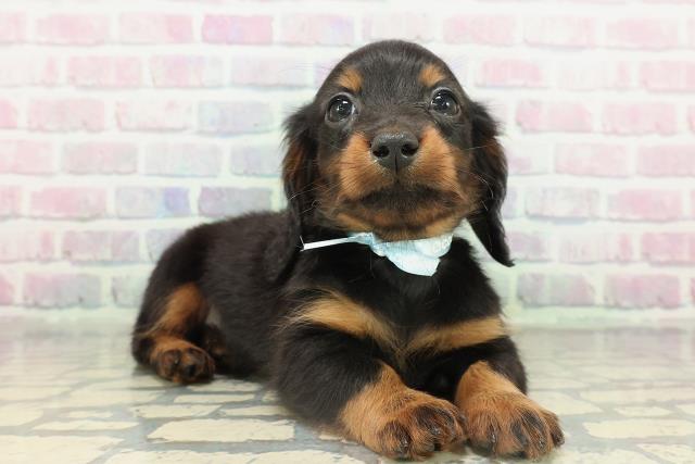 北海道のカニンヘンダックスフンド(ロング) (Coo&RIKU函館店/2026年2月15日生まれ/男の子/ブラックタン)の子犬の3枚目の画像