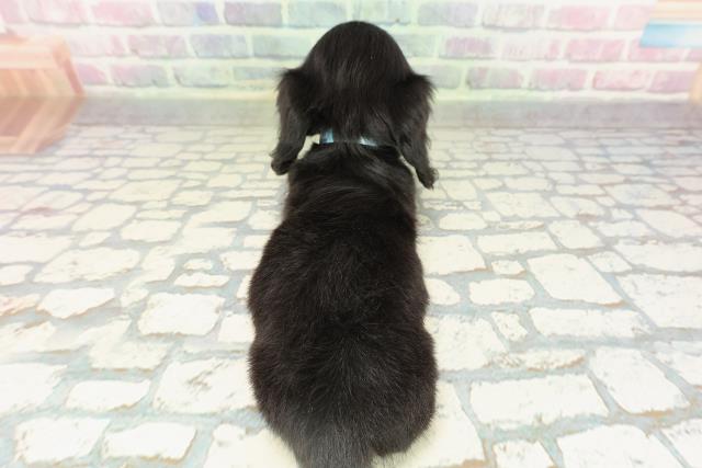 北海道のカニンヘンダックスフンド(ロング) (Coo&RIKU函館店/2026年2月15日生まれ/男の子/ブラックタン)の子犬の4枚目の画像