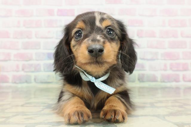 石川県のカニンヘンダックスフンド(ロング) (Coo&RIKU金沢店/2026年2月15日生まれ/男の子/シルバーダップル)の子犬の1枚目の画像