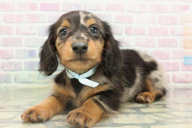 石川県のカニンヘンダックスフンド(ロング) (Coo&RIKU金沢店/2026年2月15日生まれ/男の子/シルバーダップル)の子犬の2枚目の画像