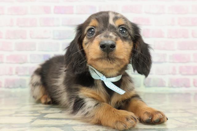 石川県のカニンヘンダックスフンド(ロング) (Coo&RIKU金沢店/2026年2月15日生まれ/男の子/シルバーダップル)の子犬の3枚目の画像