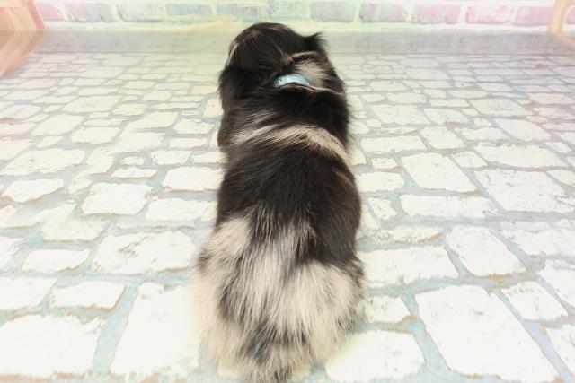 石川県のカニンヘンダックスフンド(ロング) (Coo&RIKU金沢店/2026年2月15日生まれ/男の子/シルバーダップル)の子犬の4枚目の画像