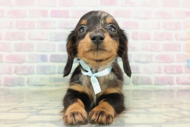 カニンヘンダックスフンド