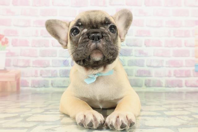 フレンチブルドッグ