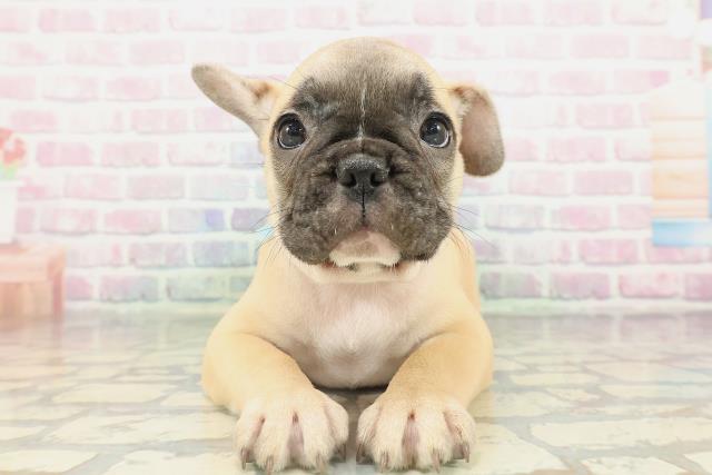 フレンチブルドッグ