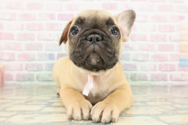 埼玉県のフレンチブルドッグ (Coo&RIKU所沢店/2026年2月14日生まれ/女の子/フォーン)の子犬