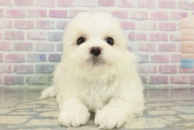 東京都のビションフリーゼ (Coo&RIKU池袋西口店/2026年2月15日生まれ/男の子/ホワイト)の子犬の1枚目の画像