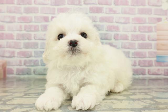 東京都のビションフリーゼ (Coo&RIKU池袋西口店/2026年2月15日生まれ/男の子/ホワイト)の子犬の2枚目の画像