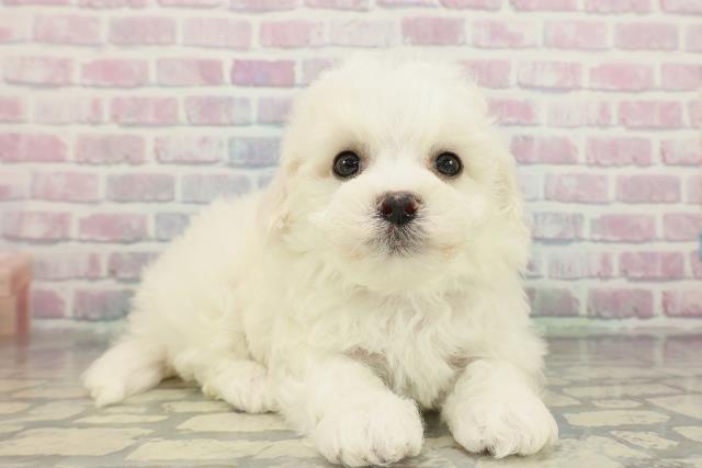 東京都のビションフリーゼ (Coo&RIKU池袋西口店/2026年2月15日生まれ/男の子/ホワイト)の子犬の3枚目の画像