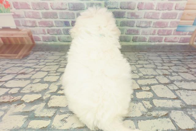 東京都のビションフリーゼ (Coo&RIKU池袋西口店/2026年2月15日生まれ/男の子/ホワイト)の子犬の4枚目の画像