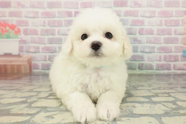 東京都のビションフリーゼ (Coo&RIKU三軒茶屋店/2026年2月15日生まれ/男の子/ホワイト)の子犬の1枚目の画像