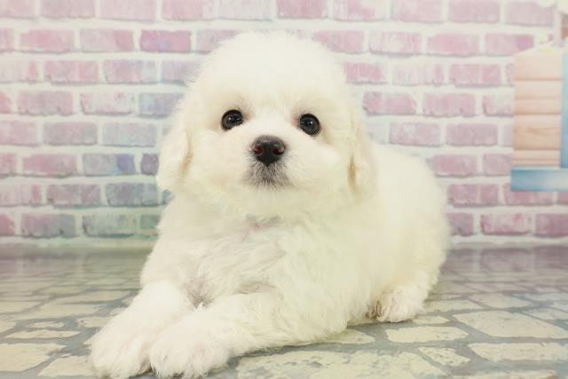 東京都のビションフリーゼ (Coo&RIKU三軒茶屋店/2026年2月15日生まれ/男の子/ホワイト)の子犬の2枚目の画像