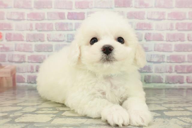 東京都のビションフリーゼ (Coo&RIKU三軒茶屋店/2026年2月15日生まれ/男の子/ホワイト)の子犬の3枚目の画像