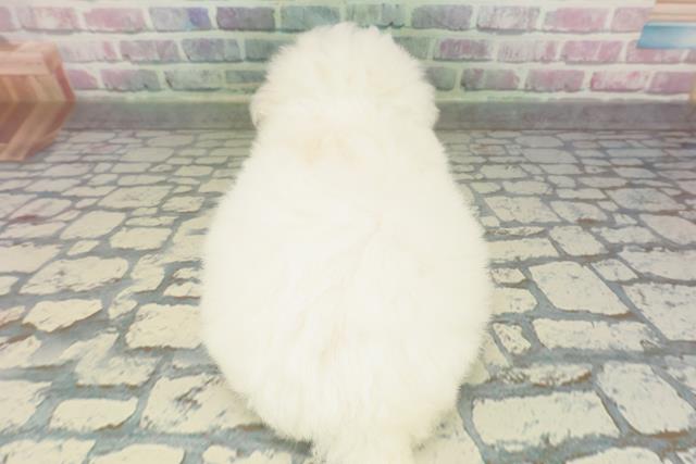 東京都のビションフリーゼ (Coo&RIKU三軒茶屋店/2026年2月15日生まれ/男の子/ホワイト)の子犬の4枚目の画像