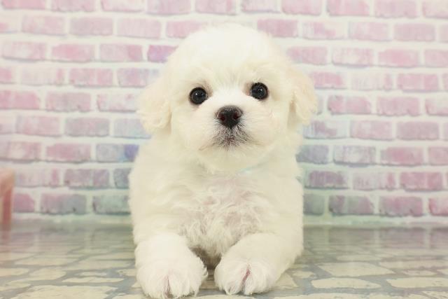 ビション・フリーゼ