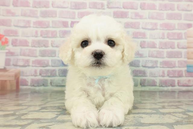 東京都のビションフリーゼ (Coo&RIKU武蔵小山店/2026年2月15日生まれ/男の子/ホワイト)の子犬の1枚目の画像