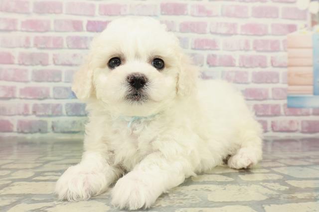 東京都のビションフリーゼ (Coo&RIKU武蔵小山店/2026年2月15日生まれ/男の子/ホワイト)の子犬の2枚目の画像