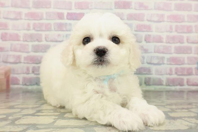 東京都のビションフリーゼ (Coo&RIKU武蔵小山店/2026年2月15日生まれ/男の子/ホワイト)の子犬の3枚目の画像