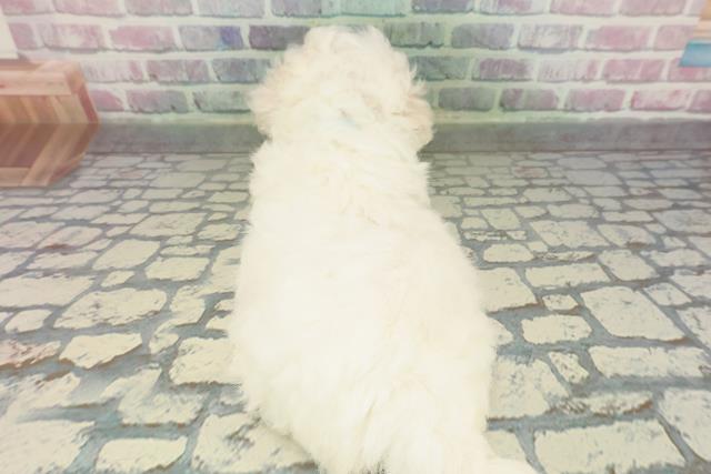 東京都のビションフリーゼ (Coo&RIKU武蔵小山店/2026年2月15日生まれ/男の子/ホワイト)の子犬の4枚目の画像