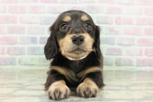 石川県のミニチュアダックスフンド(ロング) (Coo&RIKU金沢店/2026年2月15日生まれ/女の子/ブラックタン)の子犬の1枚目の画像