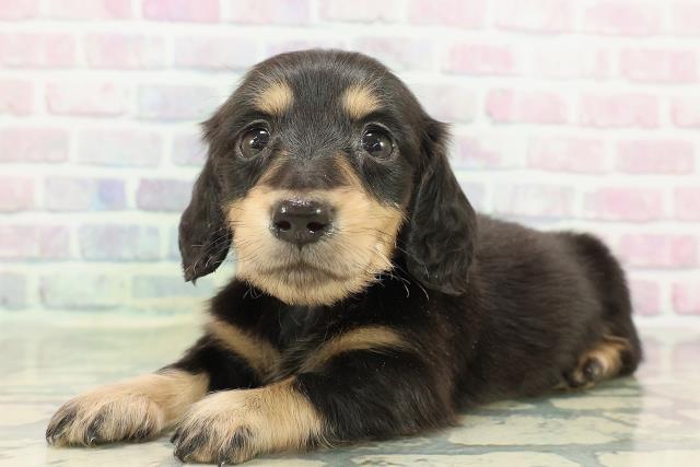 石川県のミニチュアダックスフンド(ロング) (Coo&RIKU金沢店/2026年2月15日生まれ/女の子/ブラックタン)の子犬の2枚目の画像