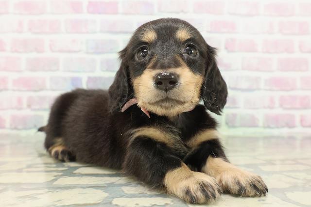 石川県のミニチュアダックスフンド(ロング) (Coo&RIKU金沢店/2026年2月15日生まれ/女の子/ブラックタン)の子犬の3枚目の画像