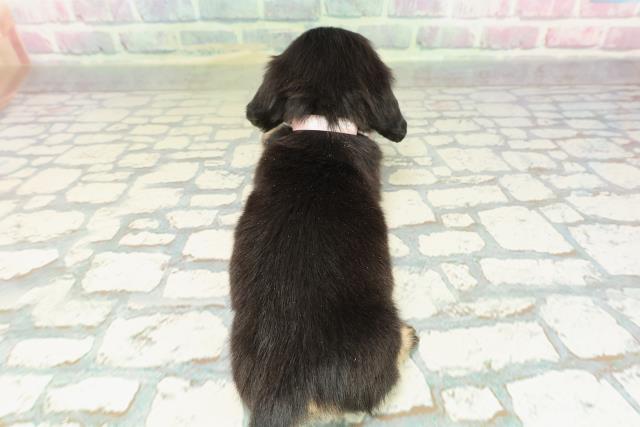 石川県のミニチュアダックスフンド(ロング) (Coo&RIKU金沢店/2026年2月15日生まれ/女の子/ブラックタン)の子犬の4枚目の画像