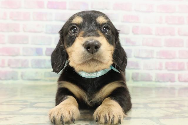 北海道のミニチュアダックスフンド(ロング) (Coo&RIKU札幌西店/2026年2月15日生まれ/男の子/ブラックタン)の子犬の1枚目の画像