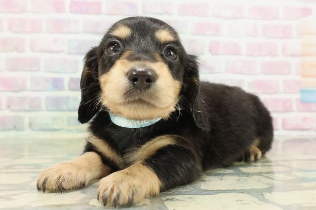 北海道のミニチュアダックスフンド(ロング) (Coo&RIKU札幌西店/2026年2月15日生まれ/男の子/ブラックタン)の子犬の2枚目の画像