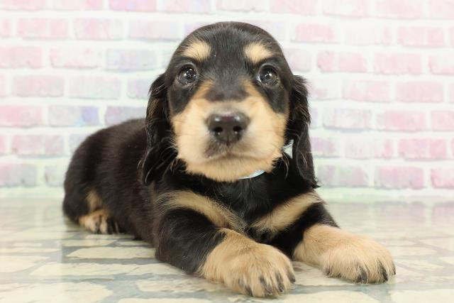 北海道のミニチュアダックスフンド(ロング) (Coo&RIKU札幌西店/2026年2月15日生まれ/男の子/ブラックタン)の子犬の3枚目の画像