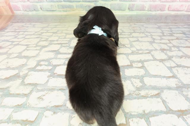 北海道のミニチュアダックスフンド(ロング) (Coo&RIKU札幌西店/2026年2月15日生まれ/男の子/ブラックタン)の子犬の4枚目の画像