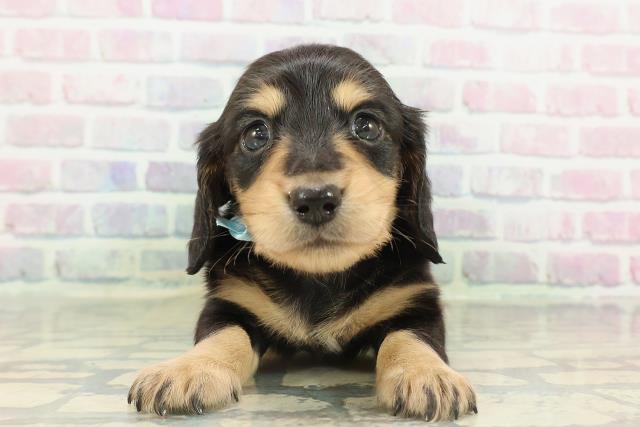 青森県のミニチュアダックスフンド(ロング) (Coo&RIKU青森店/2026年2月15日生まれ/男の子/ブラックタン)の子犬の1枚目の画像