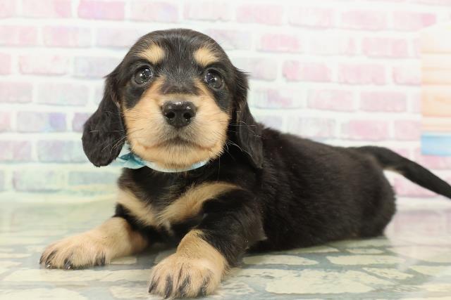 青森県のミニチュアダックスフンド(ロング) (Coo&RIKU青森店/2026年2月15日生まれ/男の子/ブラックタン)の子犬の2枚目の画像