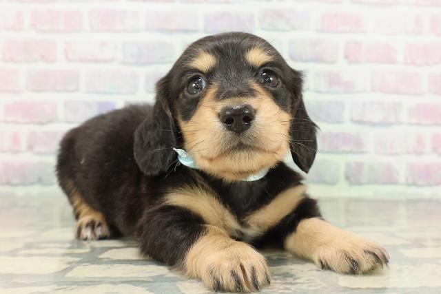 青森県のミニチュアダックスフンド(ロング) (Coo&RIKU青森店/2026年2月15日生まれ/男の子/ブラックタン)の子犬の3枚目の画像