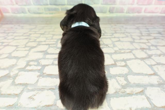 青森県のミニチュアダックスフンド(ロング) (Coo&RIKU青森店/2026年2月15日生まれ/男の子/ブラックタン)の子犬の4枚目の画像