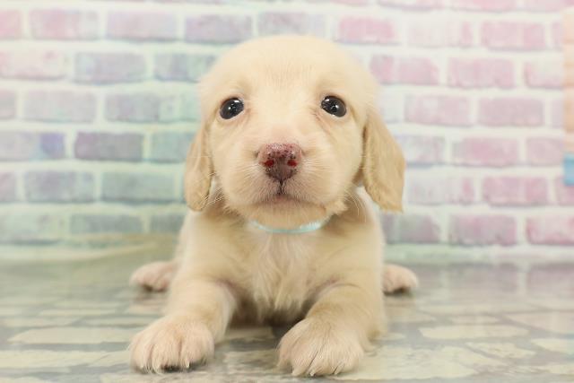 北海道のミニチュアダックスフンド(ロング) (Coo&RIKU函館店/2026年2月15日生まれ/男の子/イエロー)の子犬の1枚目の画像