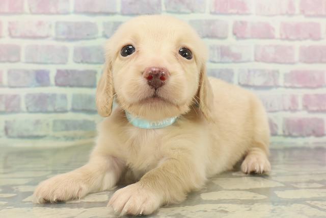 北海道のミニチュアダックスフンド(ロング) (Coo&RIKU函館店/2026年2月15日生まれ/男の子/イエロー)の子犬の2枚目の画像