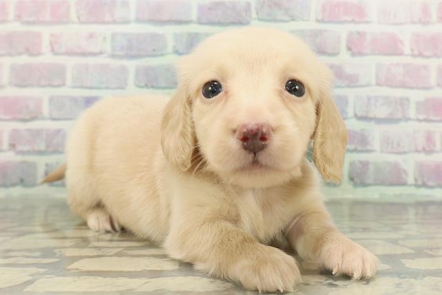 北海道のミニチュアダックスフンド(ロング) (Coo&RIKU函館店/2026年2月15日生まれ/男の子/イエロー)の子犬の3枚目の画像