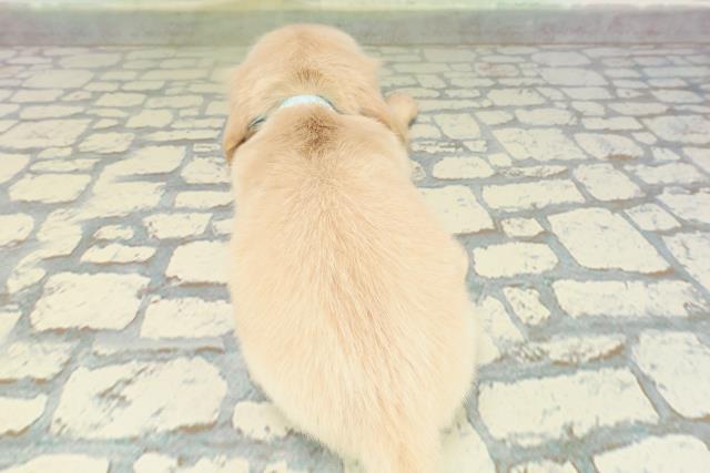 北海道のミニチュアダックスフンド(ロング) (Coo&RIKU函館店/2026年2月15日生まれ/男の子/イエロー)の子犬の4枚目の画像