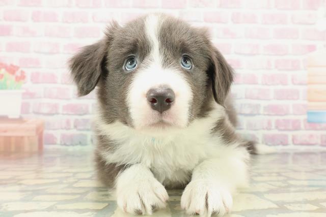 ボーダーコリー