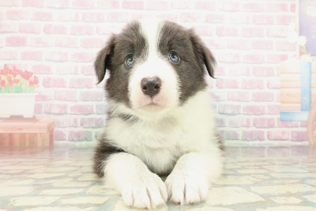 ボーダーコリー