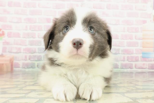 東京都のボーダーコリー (Coo&RIKU東久留米店/2026年2月8日生まれ/女の子/ブルーホワイト)の子犬の1枚目の画像