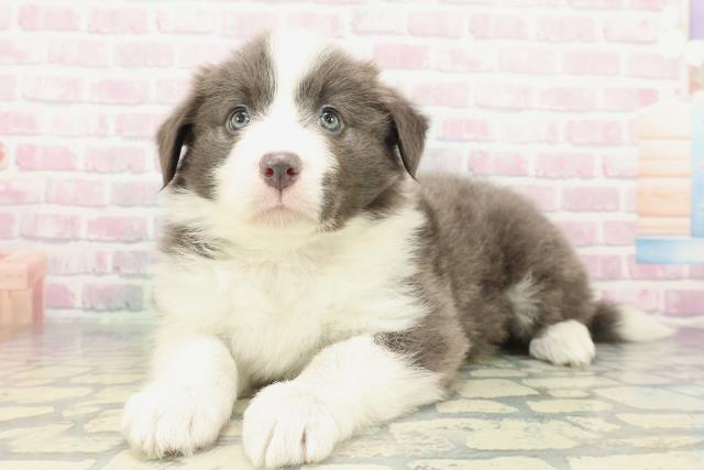 東京都のボーダーコリー (Coo&RIKU東久留米店/2026年2月8日生まれ/女の子/ブルーホワイト)の子犬の2枚目の画像