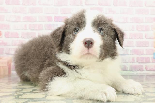 東京都のボーダーコリー (Coo&RIKU東久留米店/2026年2月8日生まれ/女の子/ブルーホワイト)の子犬の3枚目の画像