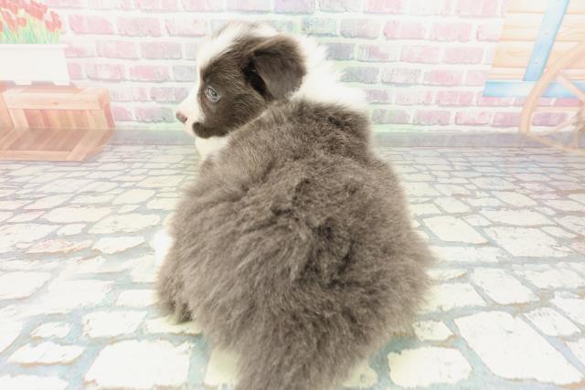 東京都のボーダーコリー (Coo&RIKU東久留米店/2026年2月8日生まれ/女の子/ブルーホワイト)の子犬の4枚目の画像